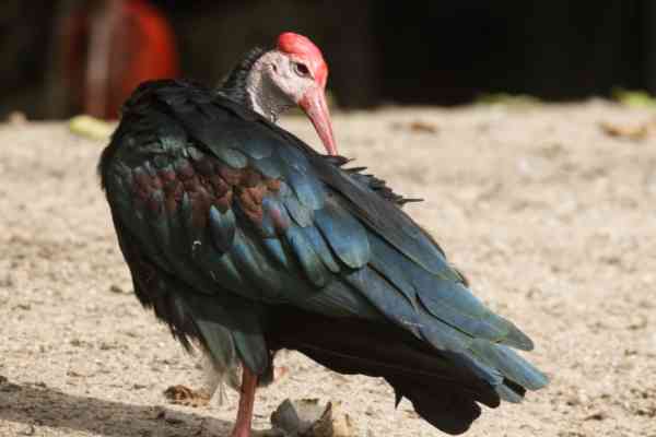 Kaapse ibis